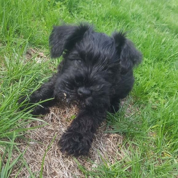 Meet your Posher, Olivia - Picture 1 of 1